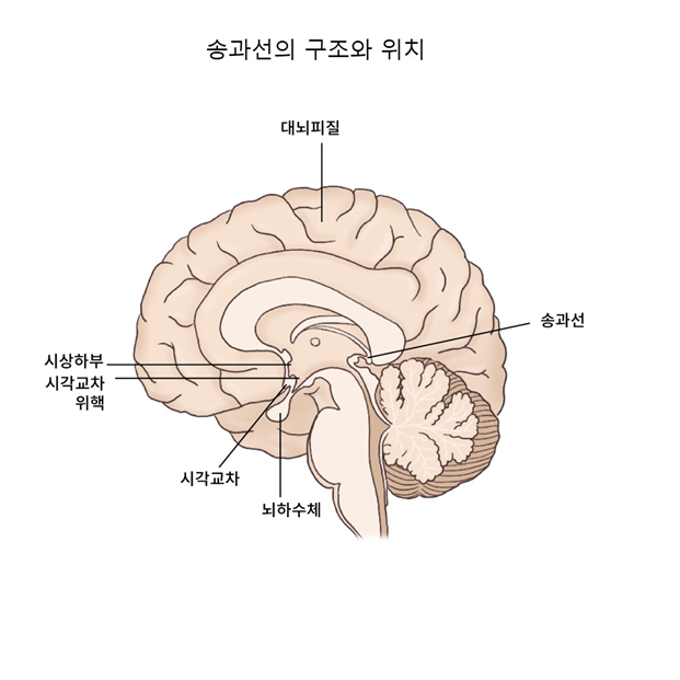 시상 뇌 모델